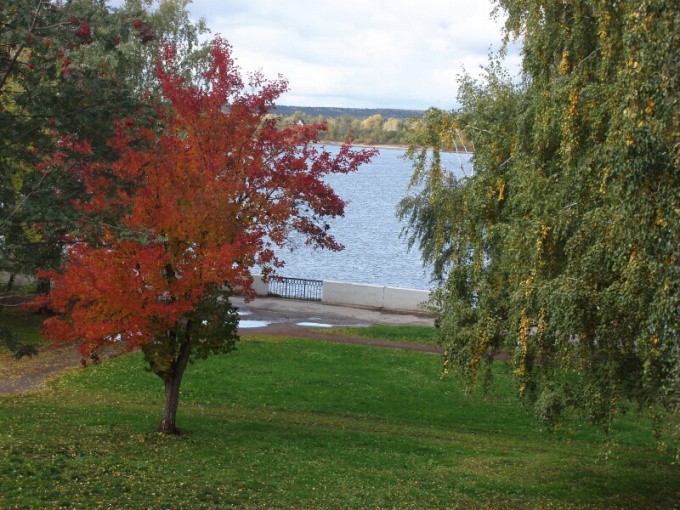 Red Tree